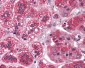 REEP5 Antibody (N-Terminus)